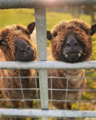 Friendly ryeland sheep waiting for guests to feed them at Snowdonia Holidays Tyddyn du Farm Eryri dog friendly cottages luxury accommodation in North Wales